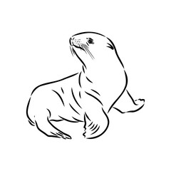 The animal is a navy seal. Monochrome logo of a marine animal. Vector isolated hand drawing in doodle style. Contour linear isolated icon. The page of the coloring book.