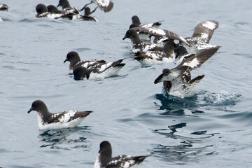 Cape petrels (Daption capense)