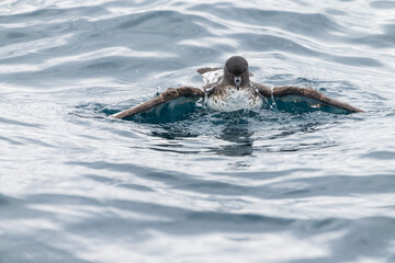 Obraz premium Cape petrels (Daption capense)