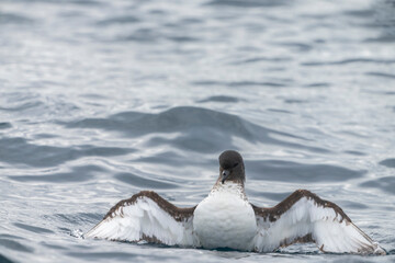 Cape petrels (Daption capense)