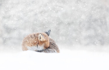 Close-up of a sleeping Red fox in the falling snow in winter
