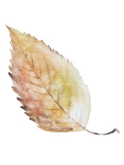 leaf isolated on white
