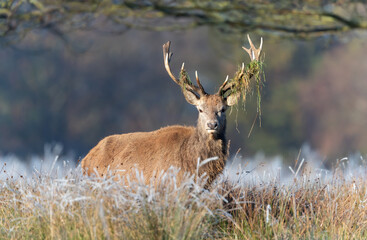 Close up of a Red deer stag on a chilly morning