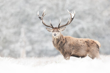 Naklejka na ściany i meble Portrait of a Red deer stag in winter