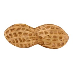Peanut in shell nut illustration, isolated on white background, hand drawn digital drawing, healthy food.
