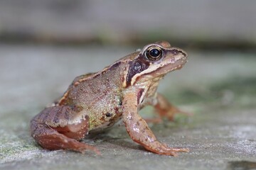 Closeup of a juvenile European common brown frog , Rana temporaria in the garden