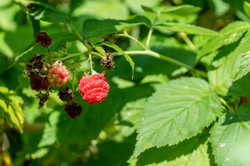 Ripe red raspberries on a bush. Selective focus.