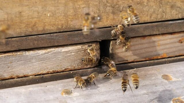 Bienen landen vor dem Flugloch
