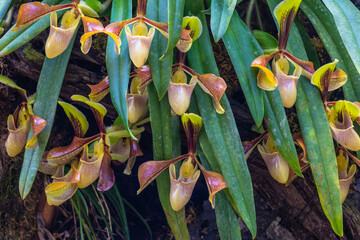 Paphiopedilum-villosum, Beautiful rare wild orchids in tropical forest of Thailand.