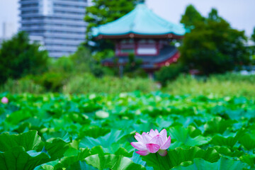 五重塔を背景にした上野公園、不忍池の蓮