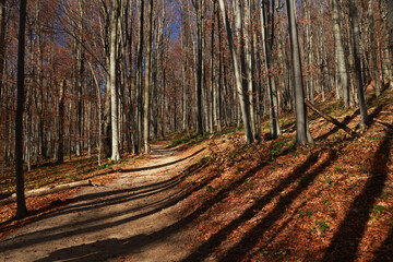 Footpath in autumn forest in Bieszczady, Poland