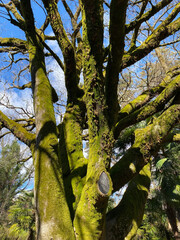 View of the trees covered with moss. Forest landscape.