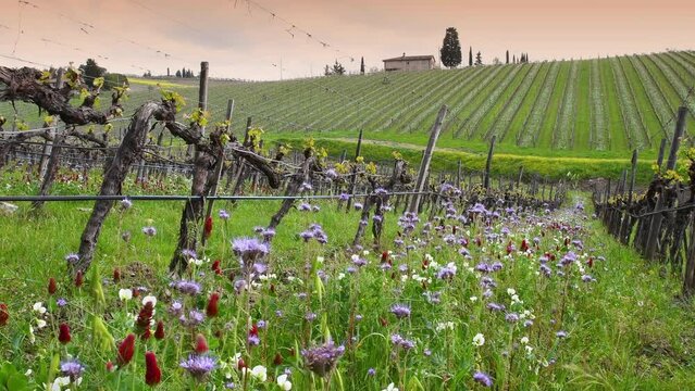 Red and purple flowers among the rows of young vineyards with the first shoots in spring. The flowers create an ecosystem that fights parasites in the vineyards in a natural way. Chianti Area, Tuscany