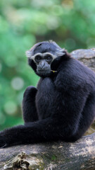 Fototapeta premium Monkey staring at beetle 