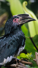 red billed hornbill