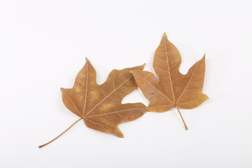 Autumn maple tree leaves full frame arrangement with many colorful leaves on white background