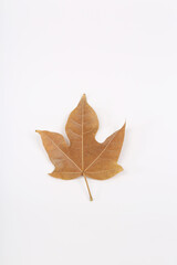Autumn maple tree leaves full frame arrangement with many colorful leaves on white background