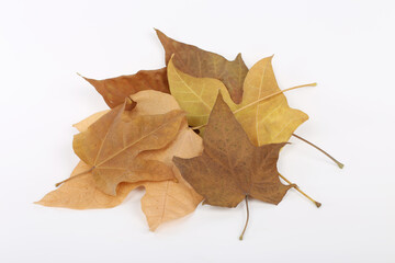Autumn maple tree leaves full frame arrangement with many colorful leaves on white background