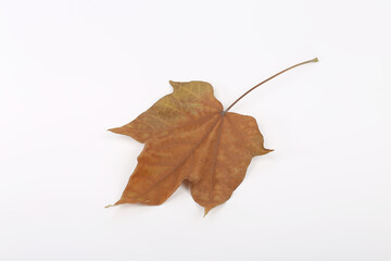 Autumn maple tree leaves full frame arrangement with many colorful leaves on white background