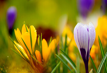 Delicate early spring flower saffron, crocus in dew drops. selective focus
