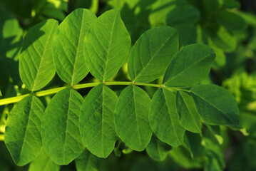 Fototapeta na wymiar Green leaf of acacia in Bieszczady, Poland
