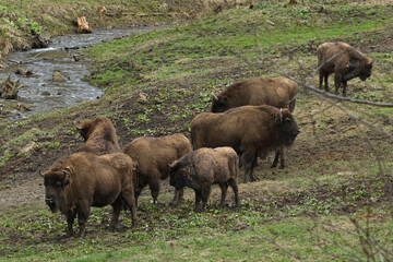 Fototapeta premium European bison in Bieszczady Mountains, Poland 