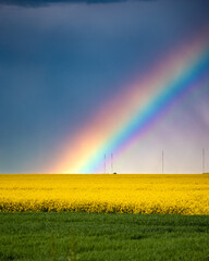 Rainbow over a field of rape and wheat