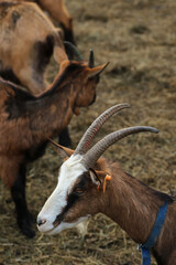 Goats on the farm in Bieszczady, Poland