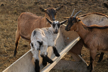 Young goat on the farm in Bieszczady, Poland