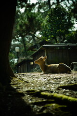 奈良公園の鹿
