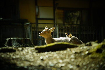 奈良公園の鹿