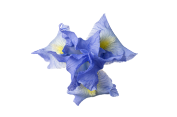 Iris flower top view. Isolated design element