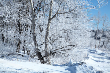霧氷の朝（更別村）