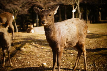 奈良公園の鹿