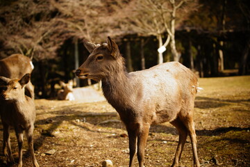 奈良公園の鹿