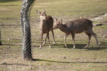 奈良公園の鹿