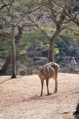 奈良公園の鹿