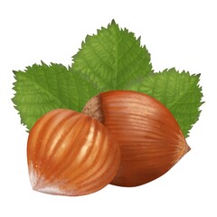 Hazelnuts are two unpeeled nuts with three green leaves in the background, illustration, separately on a white background, hand-drawn digital drawing, healthy eating.