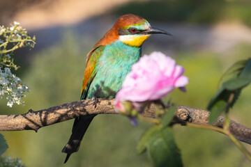 beautiful bird sits on a branch and a pink flower