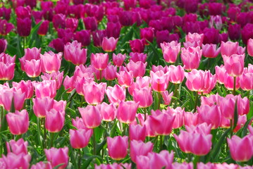 お花畑一面に咲く満開のチューリップ