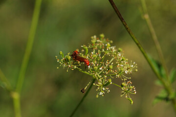Red soldier beetles making love