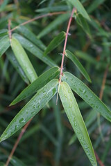 Beautiful and green flowers in the garden