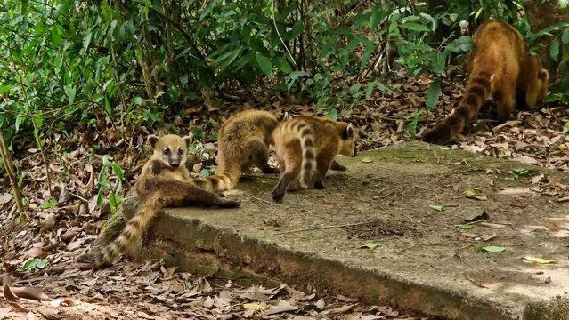 Family of South American Coati, Ring-tailed Coati, Nasua nasua at Iguazu Falls, Foz do Iguacu, Parana State, South Brazil. A common species of Coati present near Iguassu Falls.