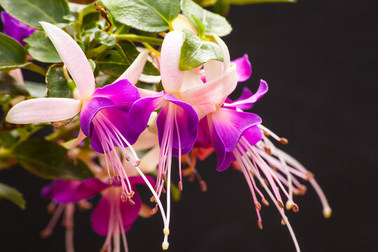 Fuchsia flowers 2999