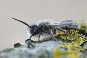 Closeup on a white fluffy male of the endangered nycthemeral miner, Andrena nycthemera sitting on...