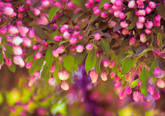 Lush spring bloom of pink apple and cherry flowers.
