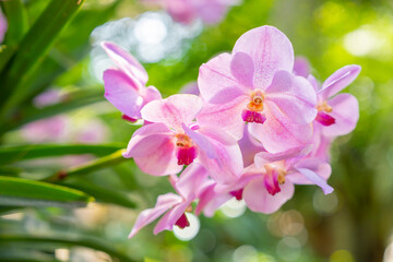 Closeup of the red pink orchid phalaenopsis. Bouquet of flowers orchids. orchids of thailand.