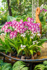 Fototapeta na wymiar A view of a cluster of small magenta and white colored Phalaenopsis orchids.