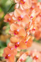 Close up the orchids bouquet with natural background, beautiful blooming orchid flower in the garden.