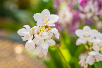 Close up the beautiful white orchids taken outside in the garden.